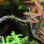 中度　流木に発生した黒髭コケ